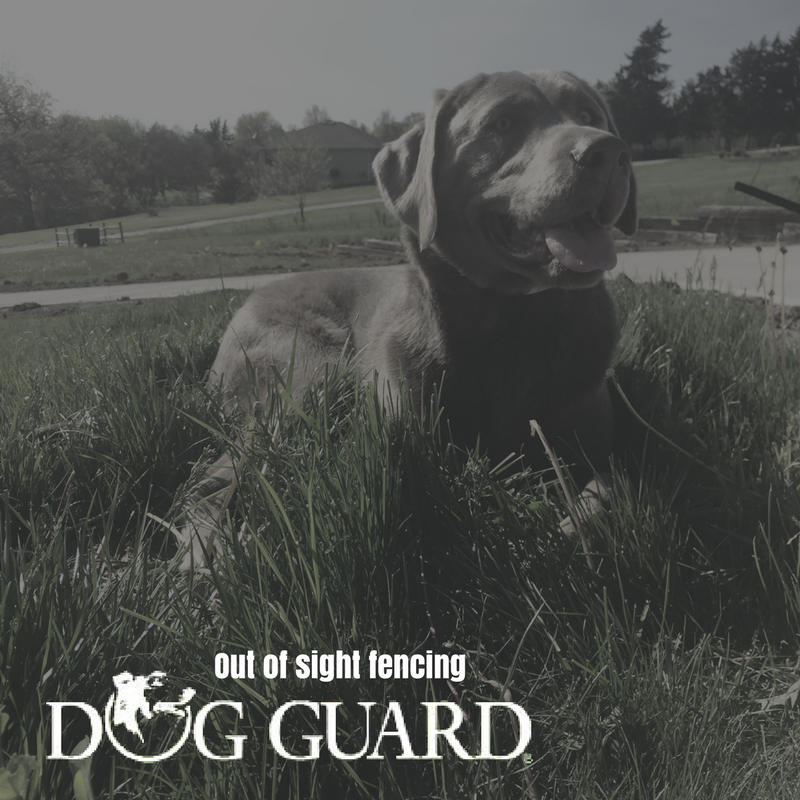 Avatar for Dog Guard of Western CT, NYC and Long Island